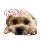 レアのスタンプ（個別スタンプ：4）