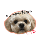 レアのスタンプ（個別スタンプ：16）