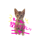 猫のミミちゃんとの楽しい1日！！（個別スタンプ：9）