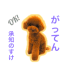昭和のダサかわいい言葉＆English（個別スタンプ：14）