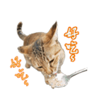 神秘的なオレンジ色の猫の毎日（個別スタンプ：30）
