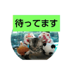 猫の凜（個別スタンプ：24）