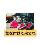 猫の凜（個別スタンプ：27）