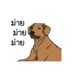 Dog Group（個別スタンプ：22）