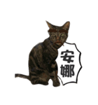 cat dog o2（個別スタンプ：5）