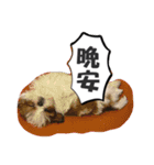 cat dog o2（個別スタンプ：12）