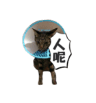 cat dog o2（個別スタンプ：13）