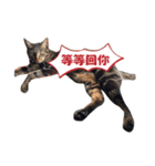 cat dog o2（個別スタンプ：14）