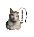 cat dog o2（個別スタンプ：23）