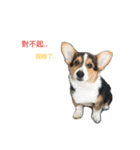 Corgi.BuTi's life.（個別スタンプ：3）