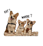 Corgi.BuTi's life.（個別スタンプ：4）