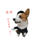 Corgi.BuTi's life.（個別スタンプ：11）