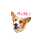 Corgi Ka-ne's little talk（個別スタンプ：11）