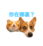 Corgi Ka-ne's little talk（個別スタンプ：13）