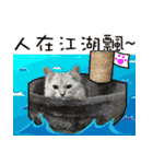 A pu and Milk ball crazy cat re 2（個別スタンプ：39）