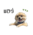 Titan Dogs（個別スタンプ：11）