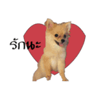 Titan Dogs（個別スタンプ：13）