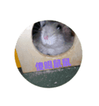 Fat rat mouse（個別スタンプ：3）