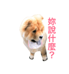 Chowchow Polly 3（個別スタンプ：1）