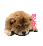 Chowchow Polly 3（個別スタンプ：3）