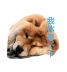 Chowchow Polly 3（個別スタンプ：4）