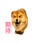 Chowchow Polly 3（個別スタンプ：5）