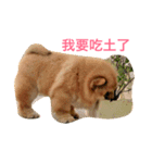 Chowchow Polly 3（個別スタンプ：6）