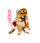 Chowchow Polly 3（個別スタンプ：8）