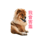 Chowchow Polly 3（個別スタンプ：9）