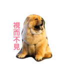 Chowchow Polly 3（個別スタンプ：14）