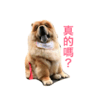 Chowchow Polly 3（個別スタンプ：15）