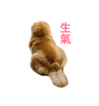 Chowchow Polly 3（個別スタンプ：19）