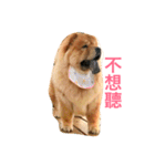 Chowchow Polly 3（個別スタンプ：20）