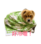 Chowchow Polly 3（個別スタンプ：21）