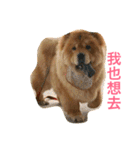 Chowchow Polly 3（個別スタンプ：22）