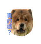 Chowchow Polly 3（個別スタンプ：23）