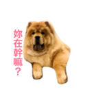 Chowchow Polly 3（個別スタンプ：24）