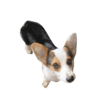 The year of dog (corgi)（個別スタンプ：4）