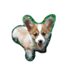 The year of dog (corgi)（個別スタンプ：5）