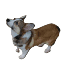 The year of dog (corgi)（個別スタンプ：6）