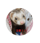 Ferrets ＆ Smelly 2（個別スタンプ：1）