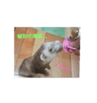 Ferrets ＆ Smelly 2（個別スタンプ：4）