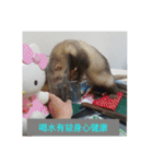 Ferrets ＆ Smelly 2（個別スタンプ：13）