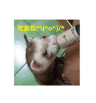 Ferrets ＆ Smelly 2（個別スタンプ：14）