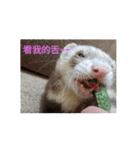 Ferrets ＆ Smelly 2（個別スタンプ：18）