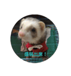 Ferrets ＆ Smelly 2（個別スタンプ：21）