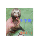 Ferrets ＆ Smelly 2（個別スタンプ：25）