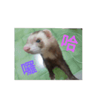 Ferrets ＆ Smelly 2（個別スタンプ：26）