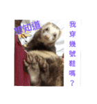 Ferrets ＆ Smelly 2（個別スタンプ：31）