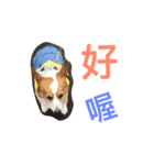 Corgi BJ's Feeling v5.0（個別スタンプ：4）